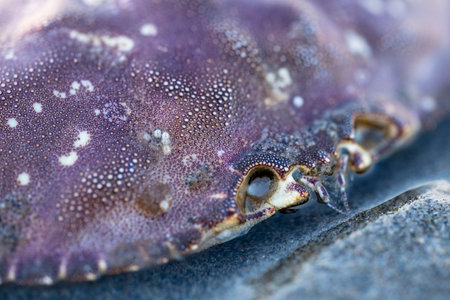 Bathyraja brachyurops manta ray fish out of water mouth detail