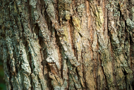 resinous pine trunk horizontal closeup with lichens and bark detail