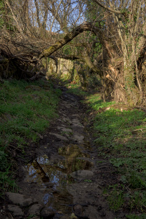 Mysterious path with horizontal branches and vertical wet cobbled groundの写真素材