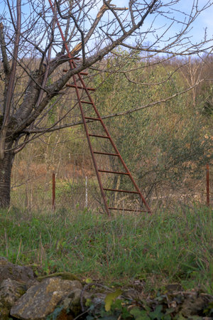 Rudimentary handmade metal ladder on tree for harvesting fruitの写真素材