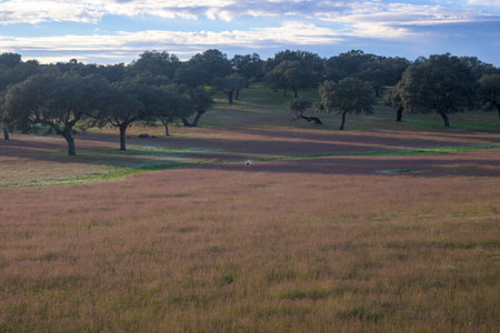 Stork in Dehesa de Extremadura in spring Villar de Plasencia with cork oaks and electric tower