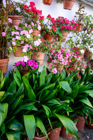 Wall decorated with pots and flowering plants in Jewish Quarter in Hervasの写真素材