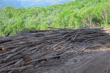 Logs cut in the forest to use for wood in Extremadura