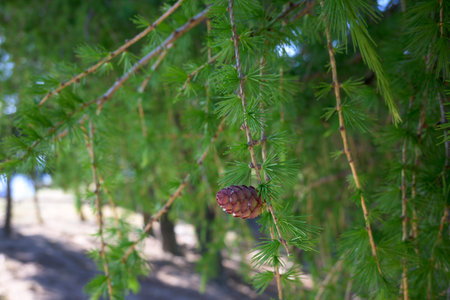 Pine fruit on pineapple branch with young resin on green background horizontal