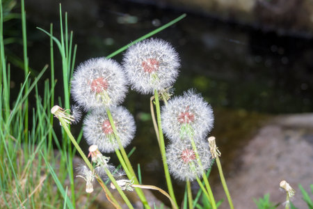 Group of dandelions in the field complete without plucking or blowing