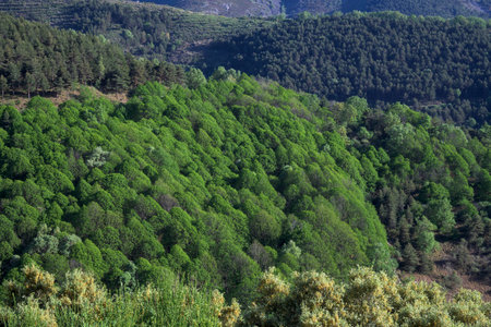 Repopulation of mountain forest with fir and pine trees horizontallyの写真素材