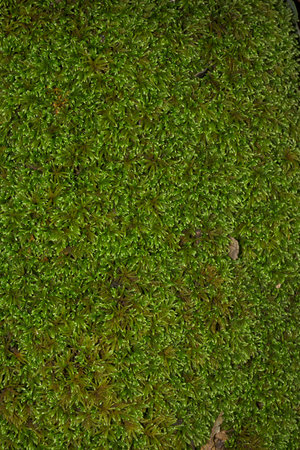 background of phosphorescent green leafy moss with details of its branches with vertical humidityの写真素材
