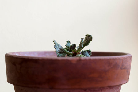 titanopsis green succulent plant with detail of leaves in clay pot with light background with copy spaceの写真素材