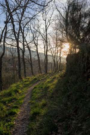 Dirt road with narrow green vegetation at sunset with sun rays between the trees verticallyの写真素材