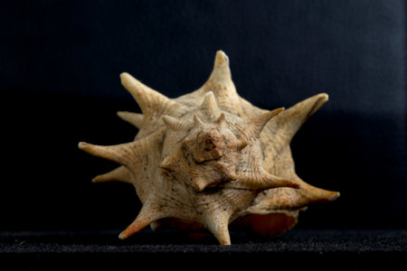 Marcala with spiral and with skewers in black background in horizontal