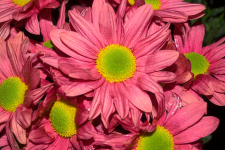 Dimorfoteca flowers with purple leaves and yellow and green center horizontally