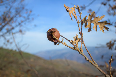 Spherical oak galls are a parasite of the tree to defend itselfの写真素材