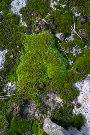 Natural moss growing on rocky surface in mountain areaの写真素材