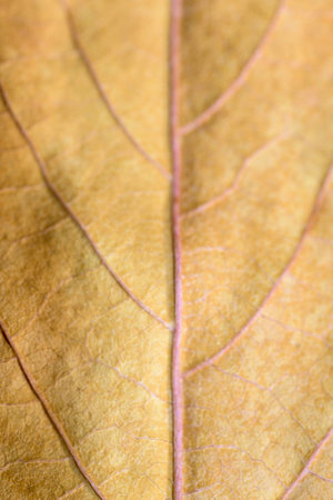 Background detail of a light yellow vertical leaf in autumn