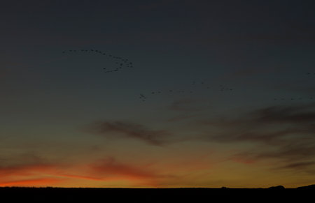 Cranes in the air at dusk in Extremadura in winter horizontallyの写真素材