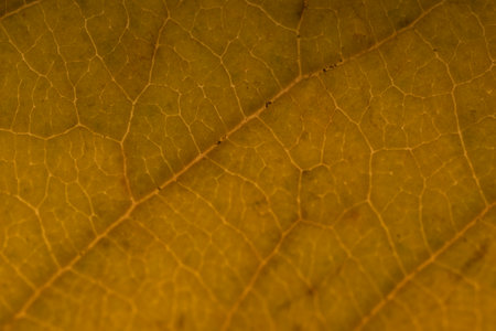 Yellow autumn leaf background with horizontal detail of the veins on the leaf bladeの写真素材