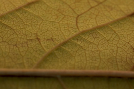 Green leaf background with horizontal vein detail