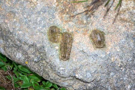 Traces on a stone to track and identify it