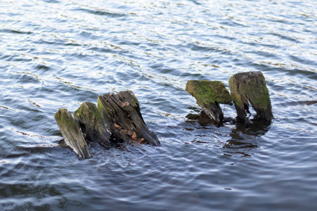 Trunks flooded by the rising and flooding of the riverの写真素材