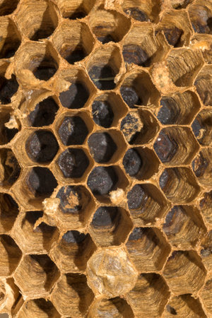 Detailed close-up of a honeycomb with hexagonal cells, showing natural geometric patterns and...