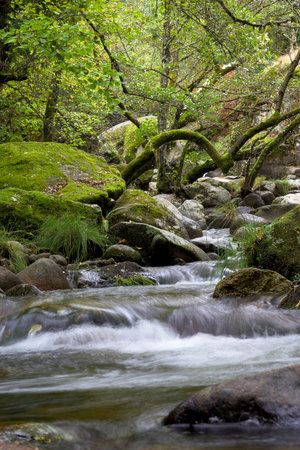 A close-up view of a fast-flowing forest river cascading over dark rocks and moss. The flowing water...