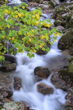 Vertical shot of a mountain stream with silky water cascading over rocks. Bright green and yellow autumn leaves hang over the flow, creating a fresh vibrant contrast against the rocky riverbedの写真素材