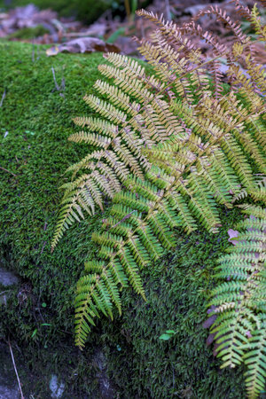 Vertical close up of fern fronds resting on a dense bed of bright green moss. The ferns show autumn colors ranging from green to brown, highlighting the intricate texture of the forest floor.の写真素材