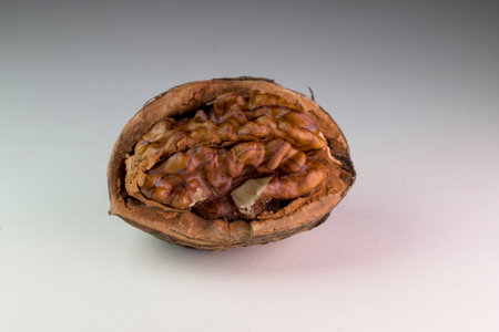 Close up studio shot of a cracked walnut shell revealing the wrinkled brown kernel inside. Isolated on a white background with soft lighting that highlights the natural food textureの写真素材