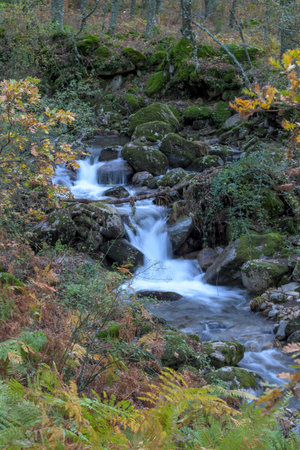 Vertical shot of a mountain stream cascading over mossy rocks. The water creates a silky effect due to long exposure, framed by autumn ferns and yellow leaves in a dense forest setting.の写真素材
