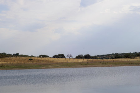 Wide view of Gabriel y Galan reservoir shore showing a reforestation project. Hundreds of protective tree tubes cover the dry yellow grassy slope under an overcast skyの写真素材