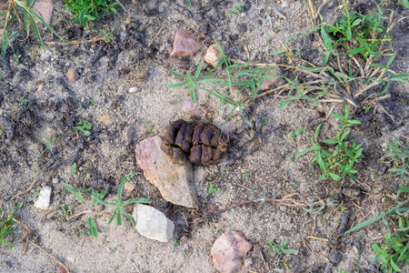 Overhead view of fresh animal scat lying on dry sandy soil next to a rock. Sparse green weeds and small pebbles surround the droppings in a natural outdoor setting.の写真素材