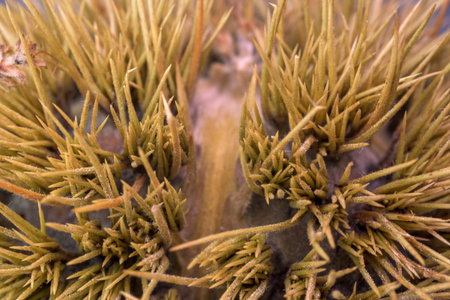 Vertical extreme macro shot of a spiky green and yellow chestnut burr husk. The burr is isolated on a white studio background, highlighting the sharp texture and protective details.の写真素材