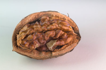 Close up studio shot of a single walnut in its hard shell cracked open along the seam. The nut is isolated on a clean white background, highlighting the rough texture and detail.の写真素材