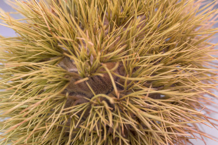 Horizontal extreme macro shot of a spiky green and yellow chestnut burr husk. The burr is isolated on a white studio background, highlighting the sharp texture and protective details.の写真素材