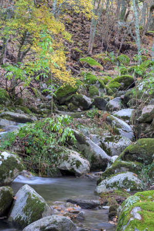 Vertical shot of a rocky stream bed with moss covered boulders and silky flowing water. The background features trees with bright yellow autumn leaves creating a vibrant forest scene.の写真素材