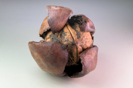 Close up studio shot of a pile of walnuts scattered on a clean white background. The rough texture of the hard brown shells are visible.の写真素材