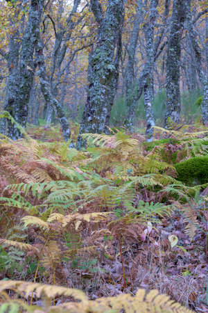 Vertical shot of a forest floor filled with green and yellow autumn ferns. In the background oak tree trunks covered in gray lichen stand in a dense wood creating a textured natural scene.の写真素材