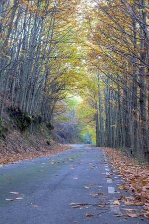 Vertical low angle shot of a winding asphalt road covered in fallen leaves passing through a dense tunnel of chestnut trees with yellow autumn foliage in Puerto de Honduras Caceres.の写真素材