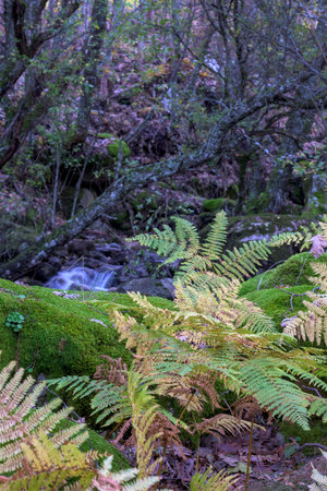 Vertical view of green and yellow ferns growing on mossy rocks in a dense forest. A small stream with silky water is visible in the blurred background surrounded by trees.の写真素材