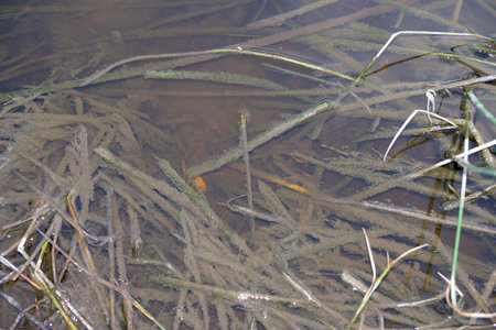 Overhead close up view of submerged reeds and grasses covered in silt or algae in a shallow pond. The water is brownish showing the tangled texture of aquatic plant life below the surface.の写真素材