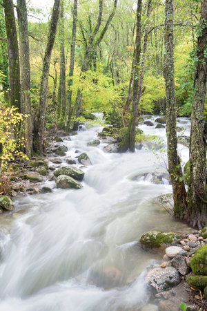 Vertical long exposure shot of a mountain river with silky white water cascading over rocks. Tall green trees line the banks in a lush forest setting creating a fresh natural atmosphere.の写真素材