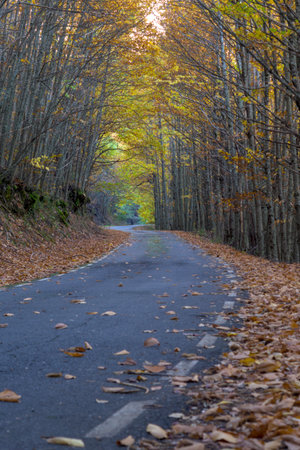 Vertical shot of a winding asphalt road covered in fallen leaves. The road passes through a dense tunnel of trees with yellow and brown autumn foliage in Puerto de Honduras Extremadura.の写真素材