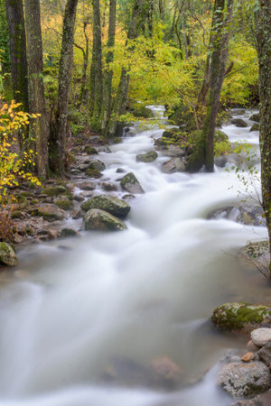Vertical long exposure of a mountain river with silky white water flowing over mossy rocks. Tall trees with green and yellow autumn leaves line the banks in a lush forest settingの写真素材