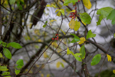 Close up shot of tree branches featuring green and yellow autumn leaves along with clusters of small red berries. The background is a blurred gray and brown forest, highlighting the vibrant colors.の写真素材
