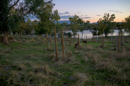 Two female deer graze in a grassy field near a lake at dusk. Located in Granadilla Extremadura this scene captures wildlife amidst a reforestation project.の写真素材
