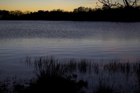 Scenic view of a calm lake at sunset. Dark silhouettes of reeds in the foreground and a tree line in the background frame the water, which reflects the orange and blue gradient sky.の写真素材
