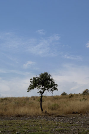 Wide landscape view of a small solitary tree growing alone on the shore of the reservoir. The tree stands against the backdrop of the large body of water and distant hills, symbolizing resilience.の写真素材