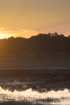 Wide horizontal landscape of the Dehesa in Extremadura at sunset. Low sunlight creates long dramatic shadows stretching across the golden grass beneath the sprawling Holm oak treesの写真素材