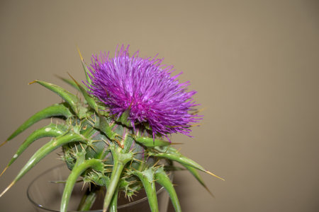 Extreme close up of a wild thistle plant with a purple flower head and sharp, spiky green leaves. The detailed shot highlights the rough, protective texture of the plant against a blurred green background.の写真素材