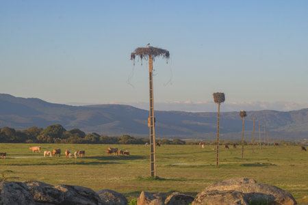 Wide landscape of the Dehesa with cattle grazing in the field. Several tall weathered wooden electricity poles feature large visible white storks and their massive nests high up against the skyの写真素材